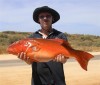 coral trout